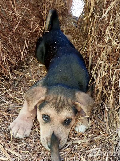 Щенки мальчики и девочка