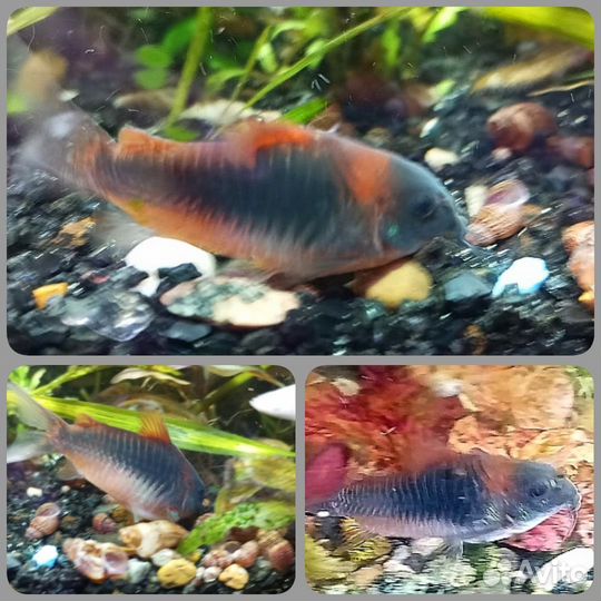 Аквариумные рыбки, улитки и креветки