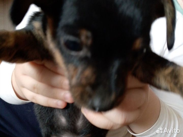 Мини той-терьер щенки