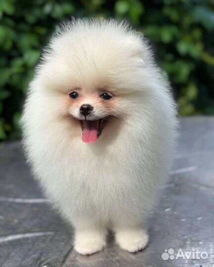 Белый померанский шпиц мальчик