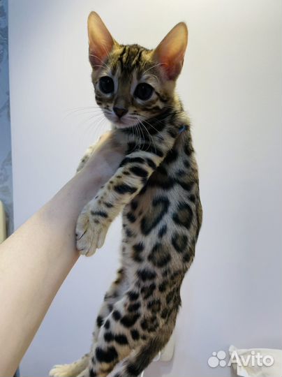 Бенгальские котятки