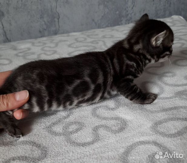 Угольный бенгал котенок