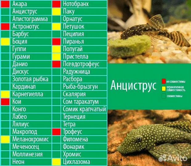 Сомики анциструсы