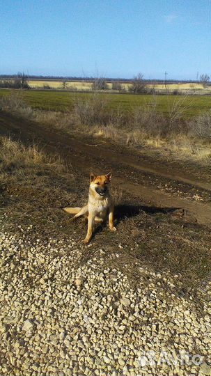Собака в добрые руки отдам бесплатно