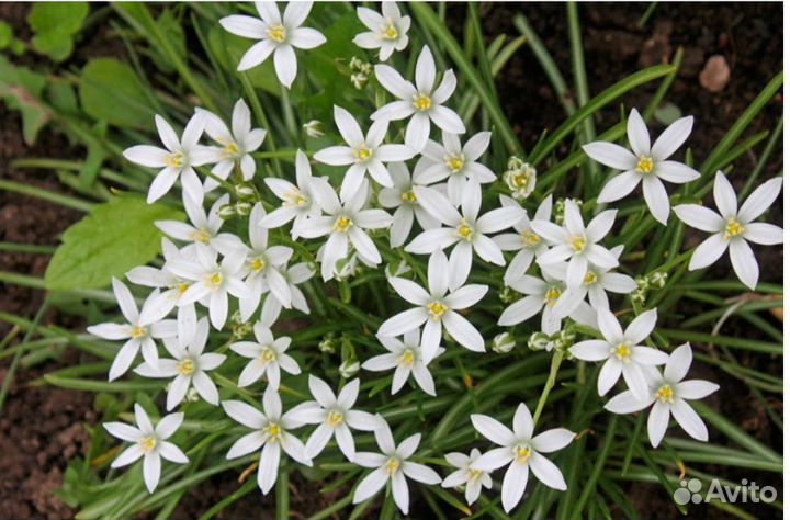 Птицемлечник зонтичный