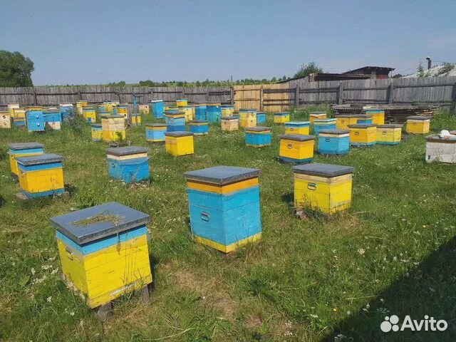 Пчелы и улья