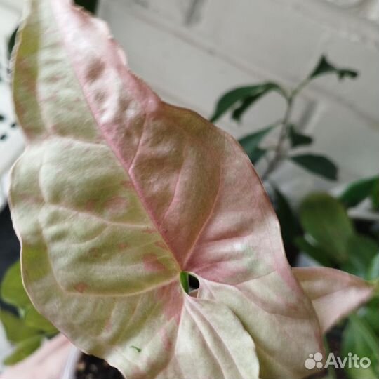 Сингониумы сортовые