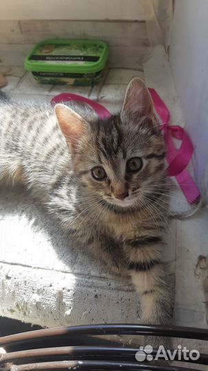 Европейская