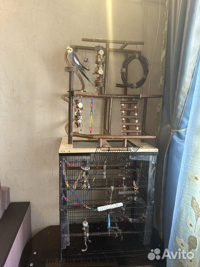 Попугай Корелла вместе с клеткой