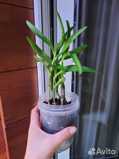 Орхидея дендробиум