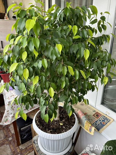 Фикус бенджамина