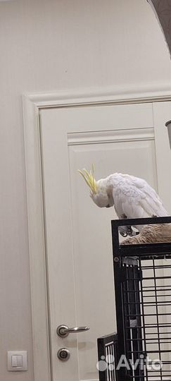 Говорящий попугай какаду