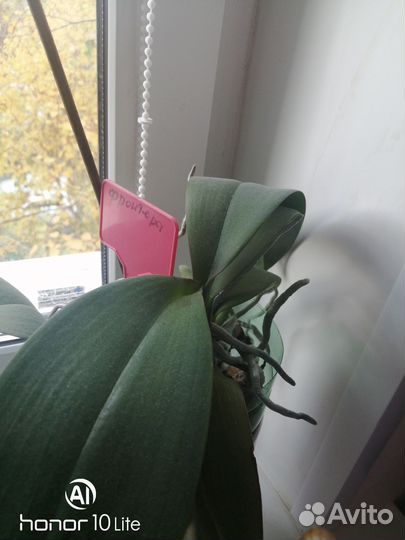 Орхидея фаленопсис