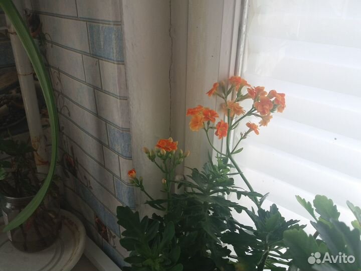 Каланхоэ,фуксия,белоперонне,бальзамин,спатифиллум