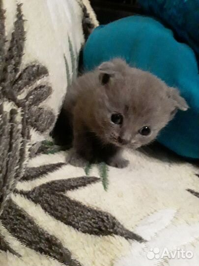 Отдам котенка