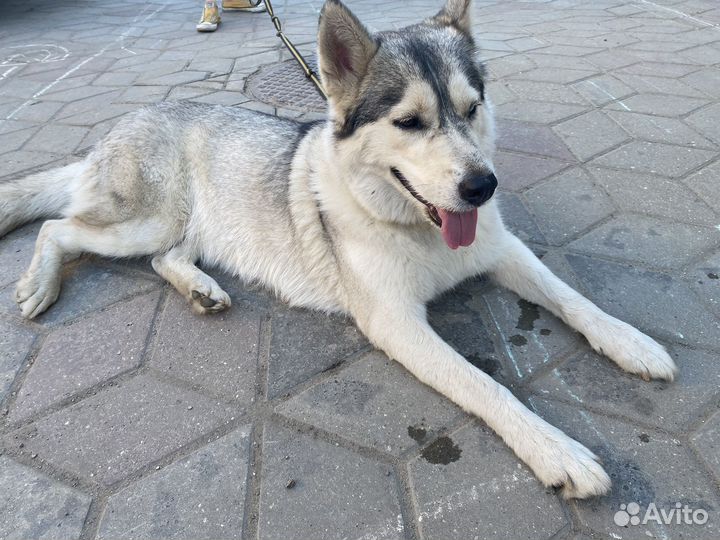 Хаски в добрые руки