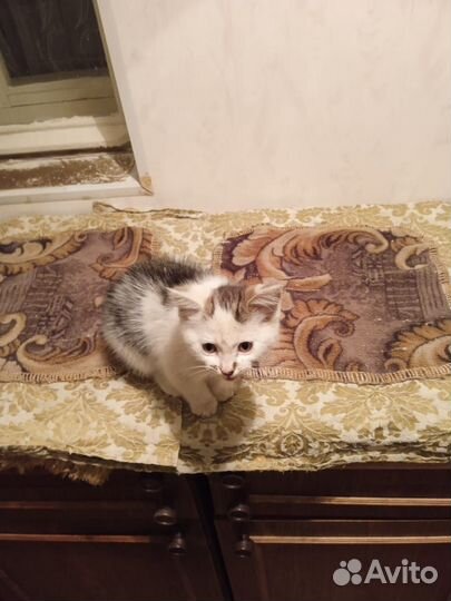 Найден котенок девочка