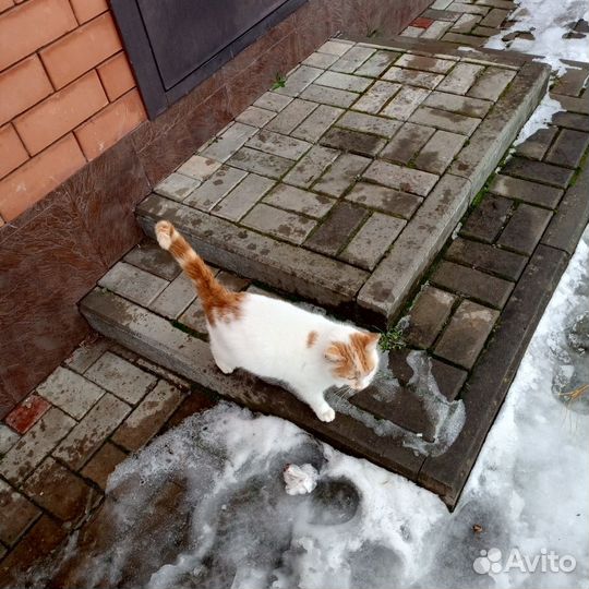 Кошки бесплатно