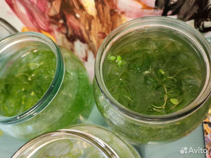 Водоросли для аквариума роголистник