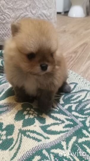 Померанский шпиц мини
