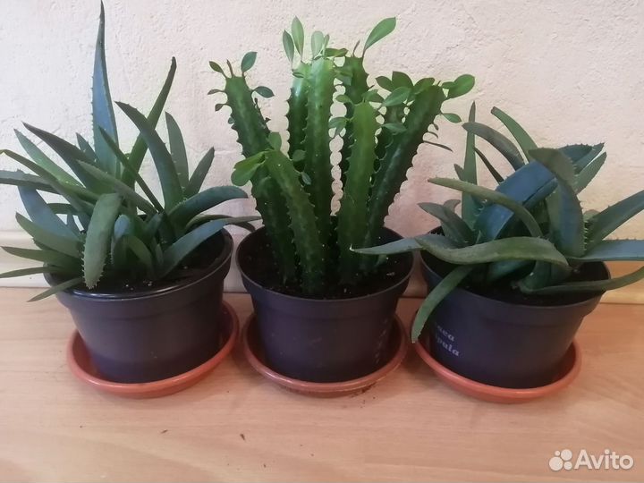 Комнатные цветы