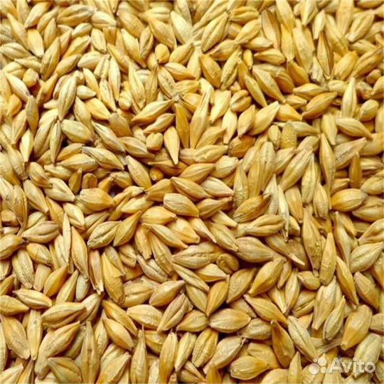 Ячмень, пшеница