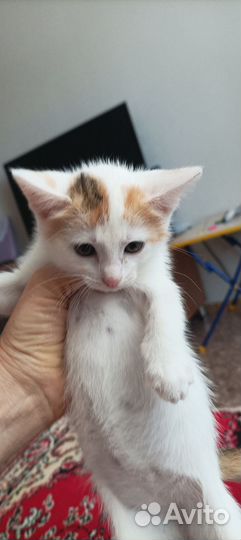 Домашние животные котята, бесплатно
