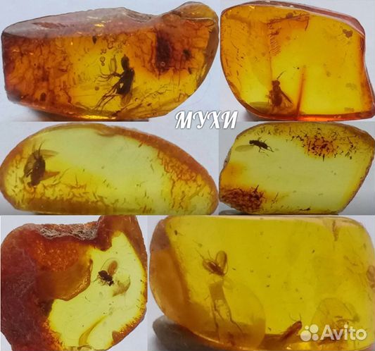 Насекомые (окаменелости)
