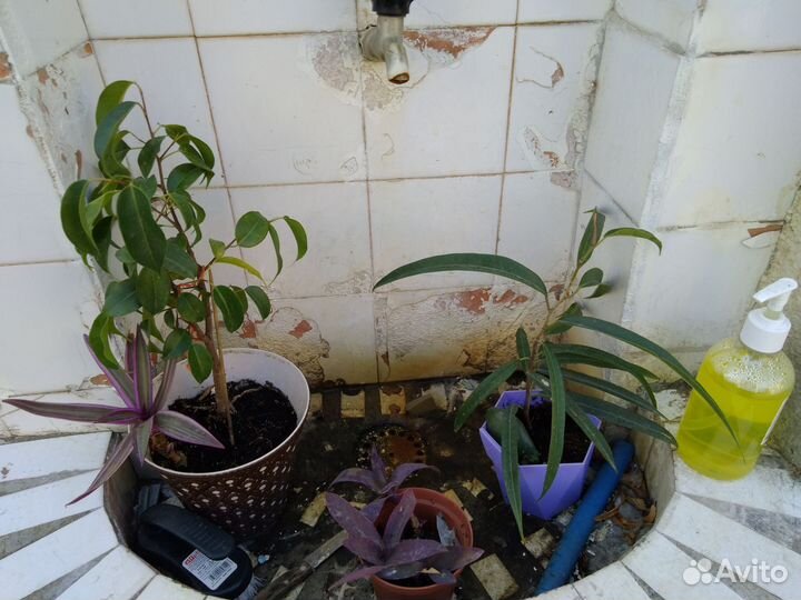 Фикусы пальма рео