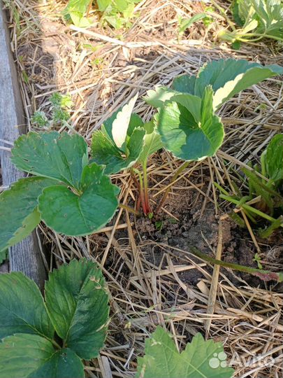 Рассада клубники