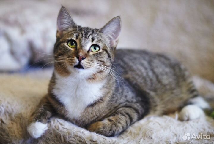 Кошечка Ксюша