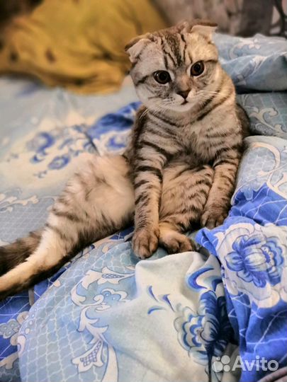 Шотландская