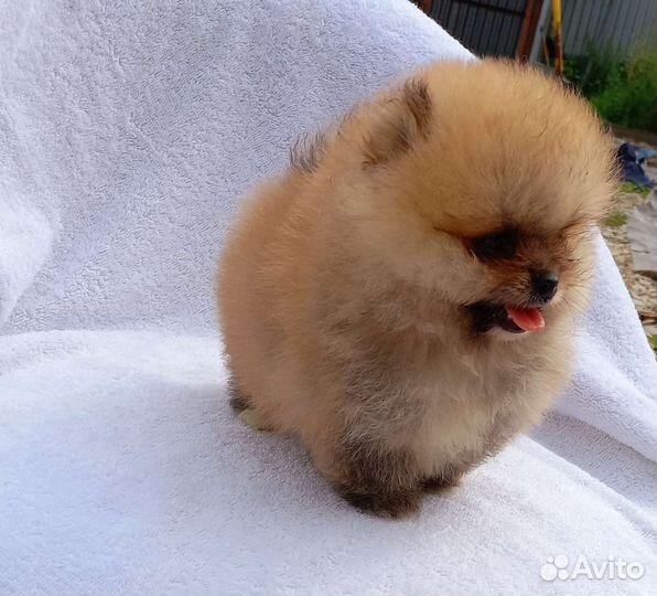 Щенки шпица