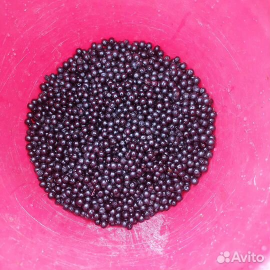 Черемуха ягода свежая