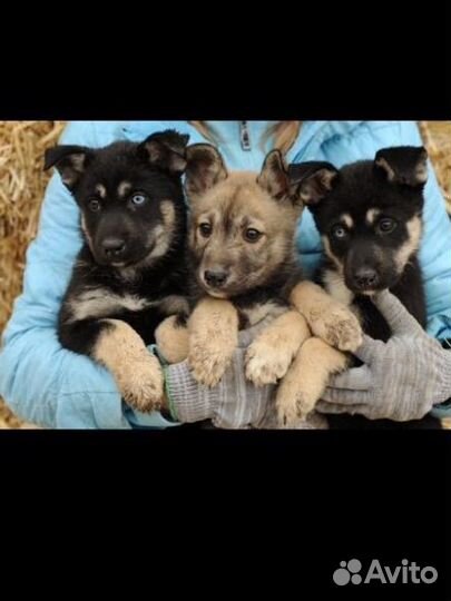 Щенки ищут дом