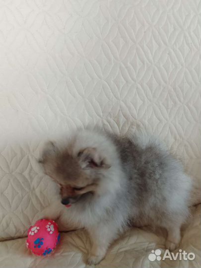 Щенки шпица