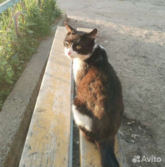 Кошка
