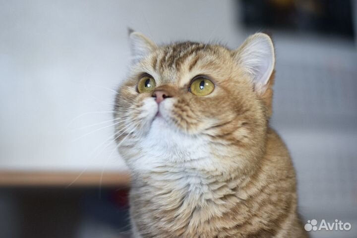 Красивый котик скоттиш-страйт