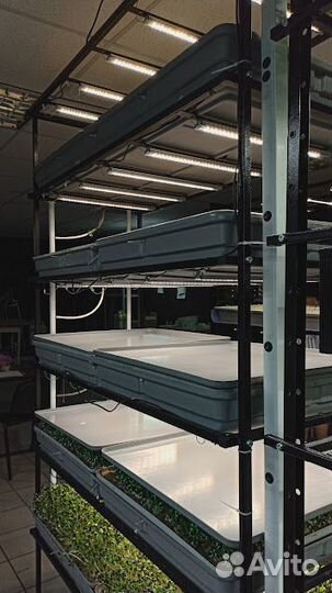 Ферма Аэропоника Автополив Фитосвет 5 ярусов