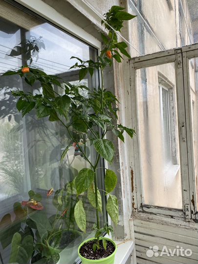 Очень острый перец 