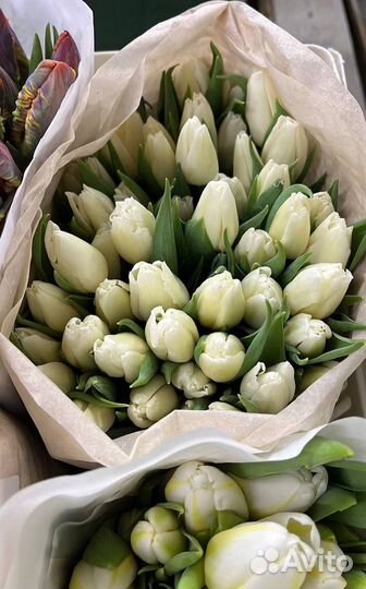 Тюльпаны к 8 марта