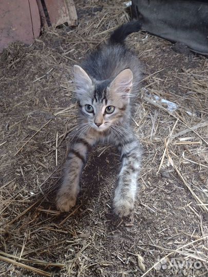 Котята в добрые руки бесплатно