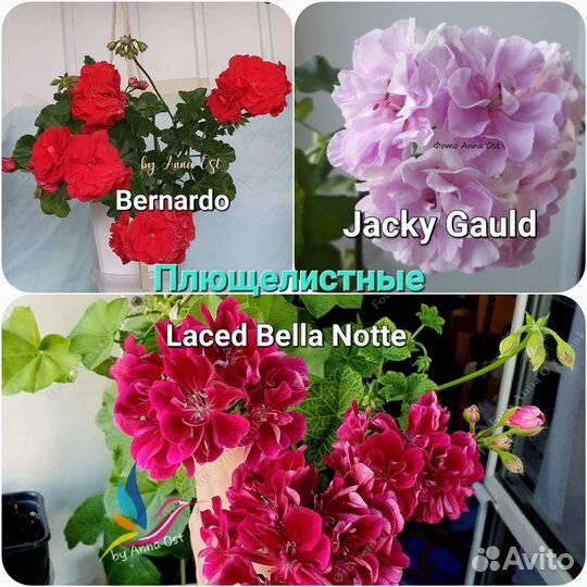 Пеларгонии сортовые (герань)