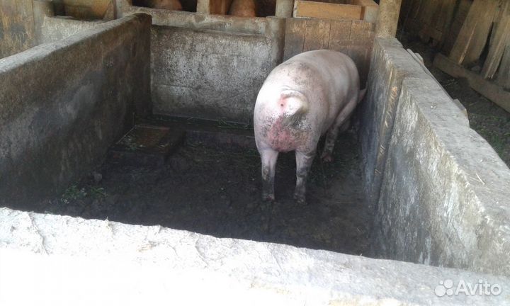 Поросята Хряк 11 месяцев