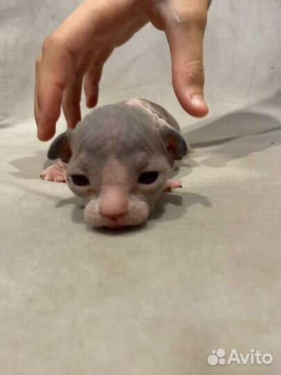 Канадский сфинкс