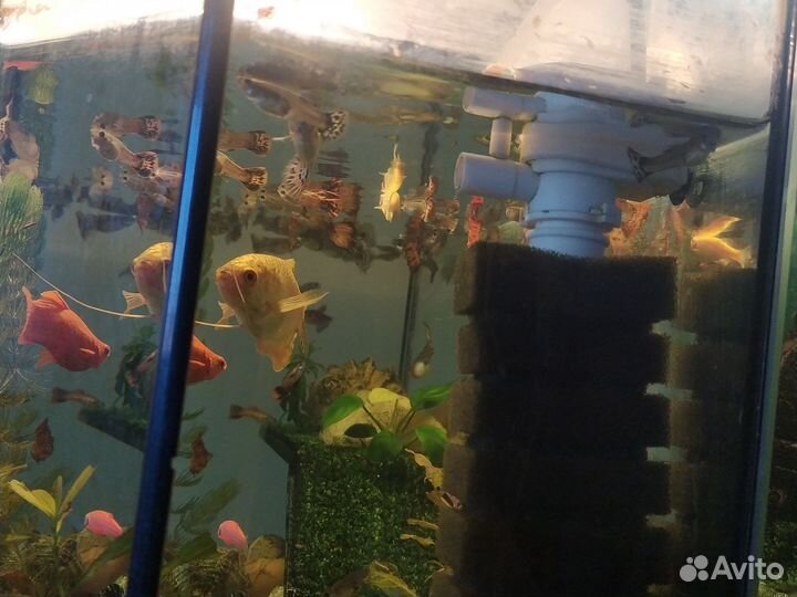 Аквариумные рыбки гуппи