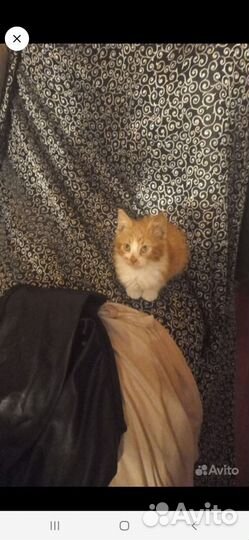 Кошка в дар мальчик