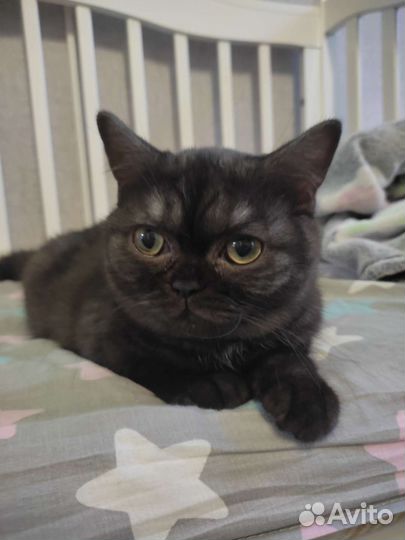 Кошка в дар шотландскую