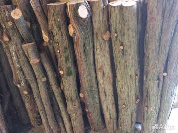 Стволы можжевельника