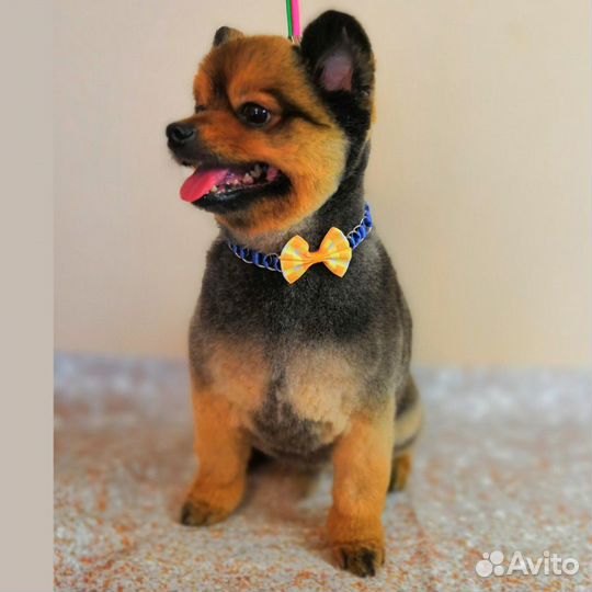 Стрижка собак кошек на дому ул. Матвеевская